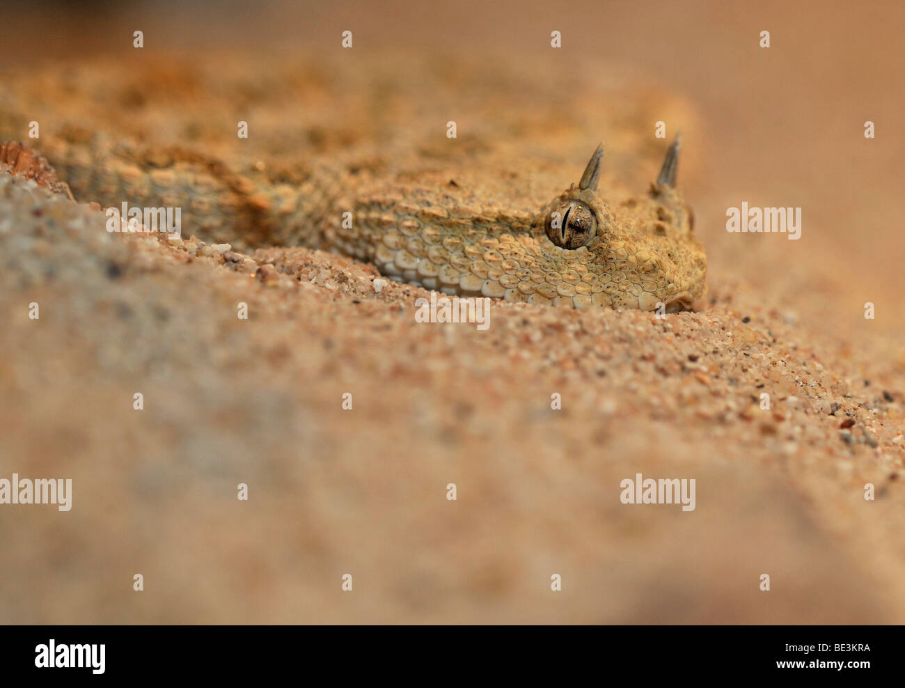 Désert (Vipère à cornes Cerastes cerastes) dans son habitat naturel Banque D'Images