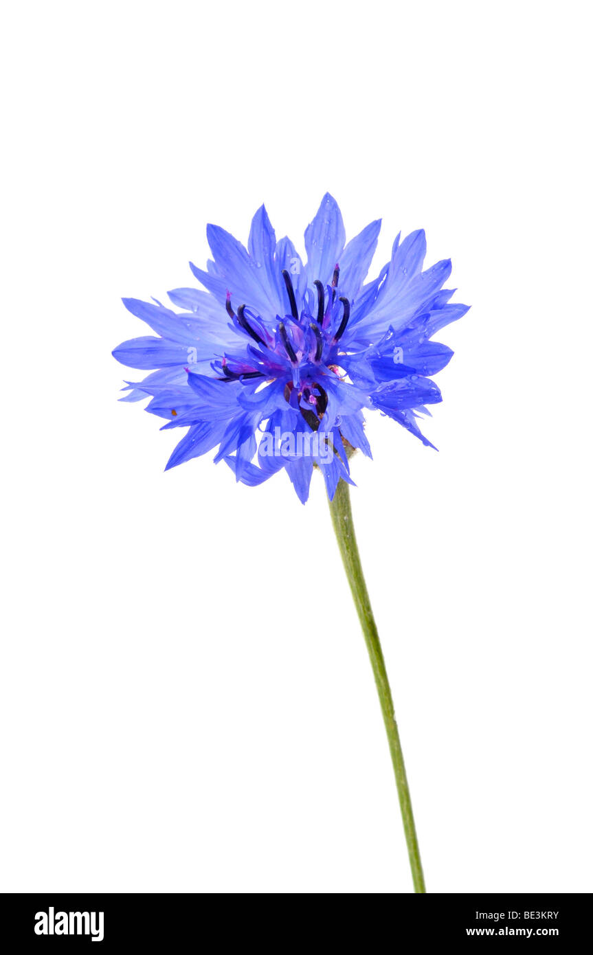Le bleuet (Centaurea cyanus) Banque D'Images