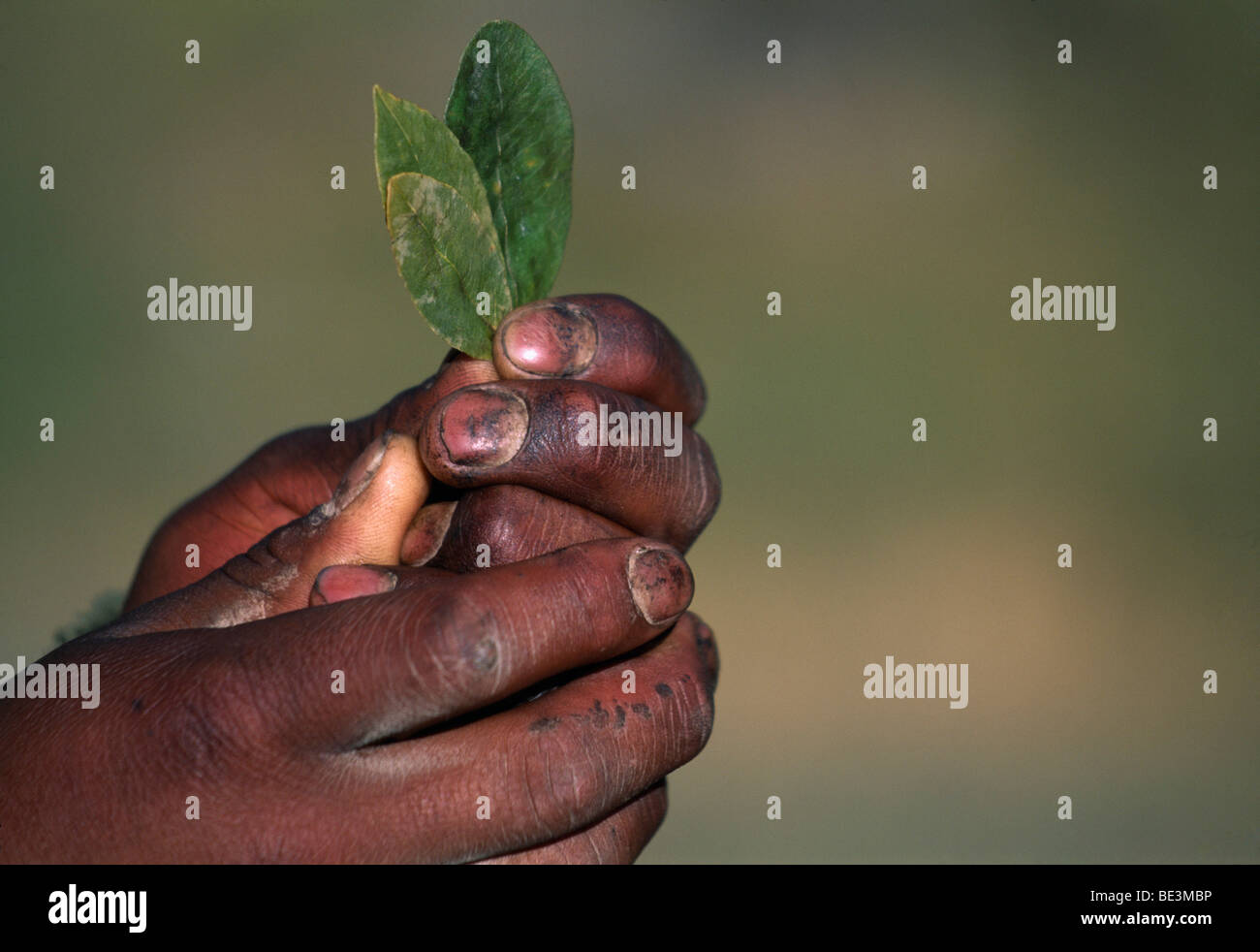 'Q'intos' des feuilles de coca en guise de bienvenue, Cuzco, Pérou, Amérique du Sud Banque D'Images