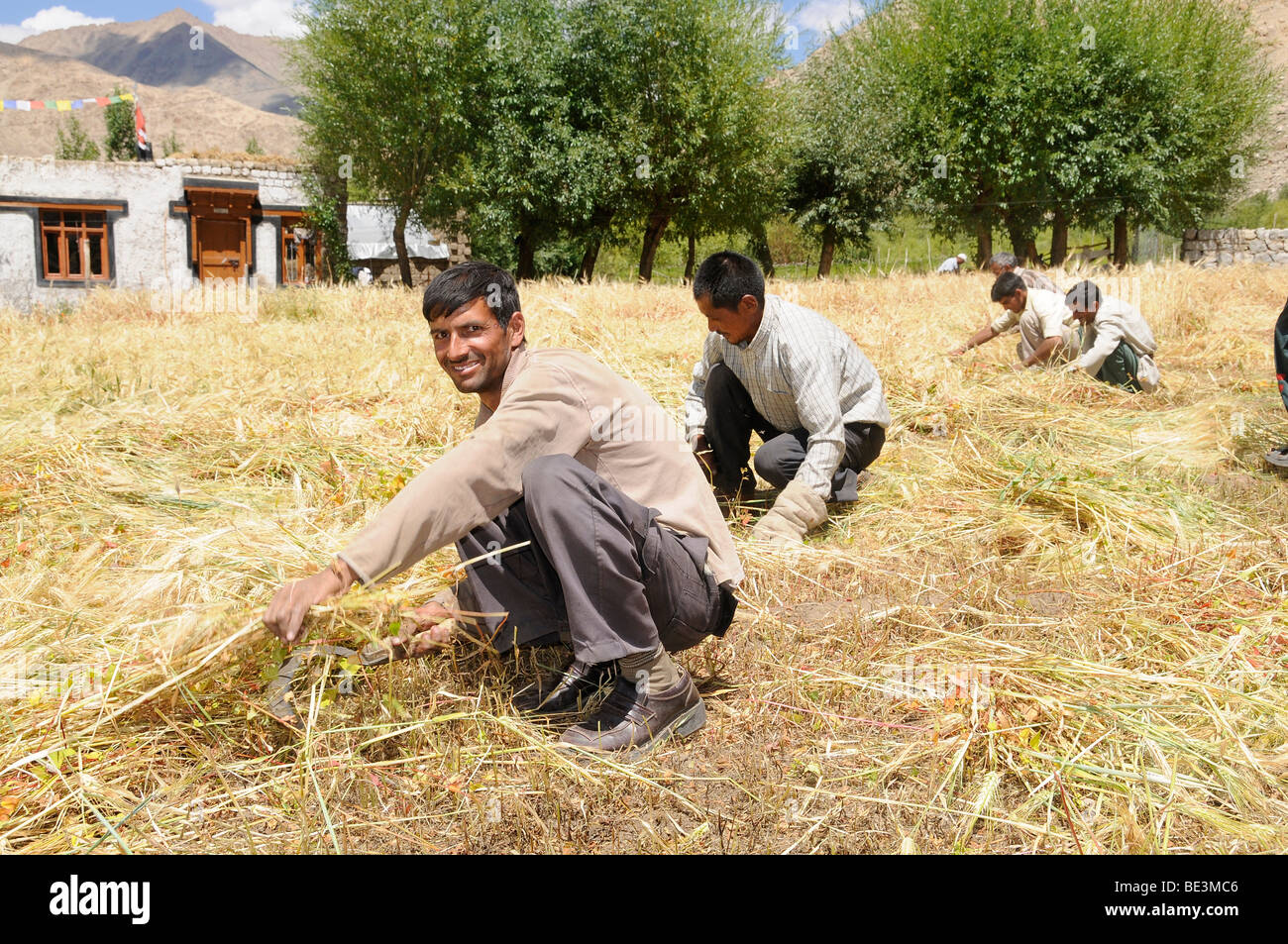 Les hommes indiens comme la récolte saisonnière ouvriers, travailleurs migrants, dans le monastère Traktok Ladakhis près, Ladakh, Inde, Himalaya, comme Banque D'Images