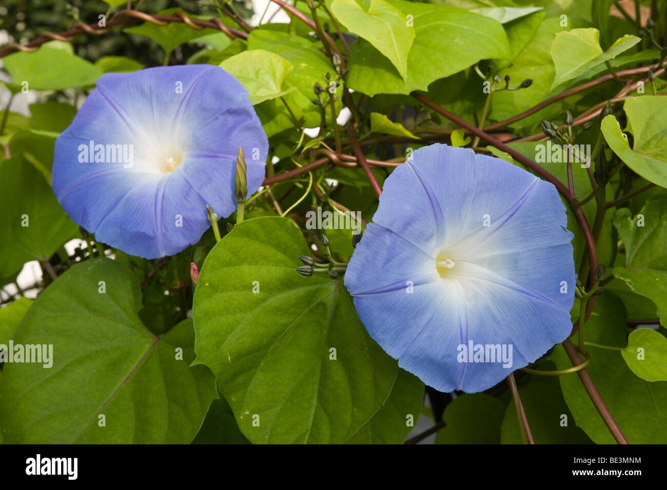 Gloire du Matin Bleu fleurs Banque D'Images