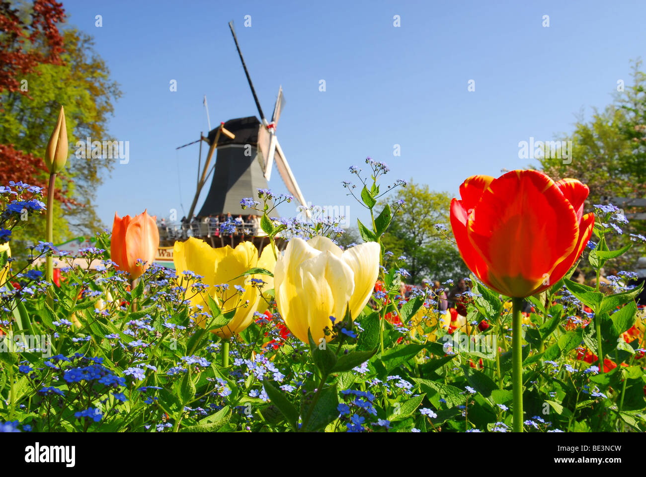 Moulin à vent hollandais et de tulipes colorées et forget-me-not des fleurs au printemps jardin 'Keukenhof', Hollande Banque D'Images