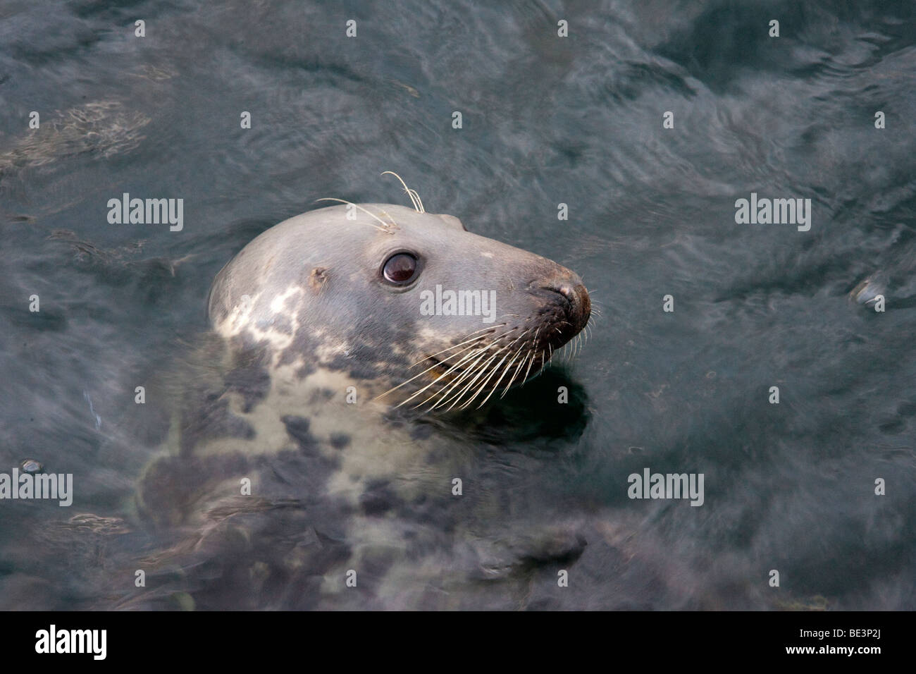 Jeremy Tame joint au niveau de port d''Ullapool, Ecosse, Royaume-Uni Banque D'Images