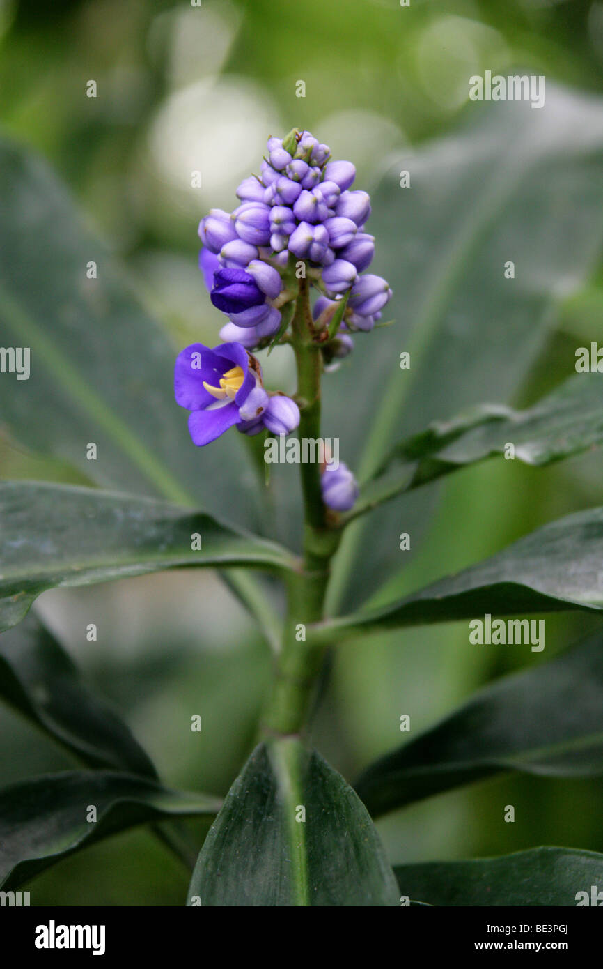 Blue Ginger, Blue-Ginger ou gingembre, Brésilien Dichorisandra thyrsiflora, Commelinaceae, Amérique du Sud tropicale Banque D'Images