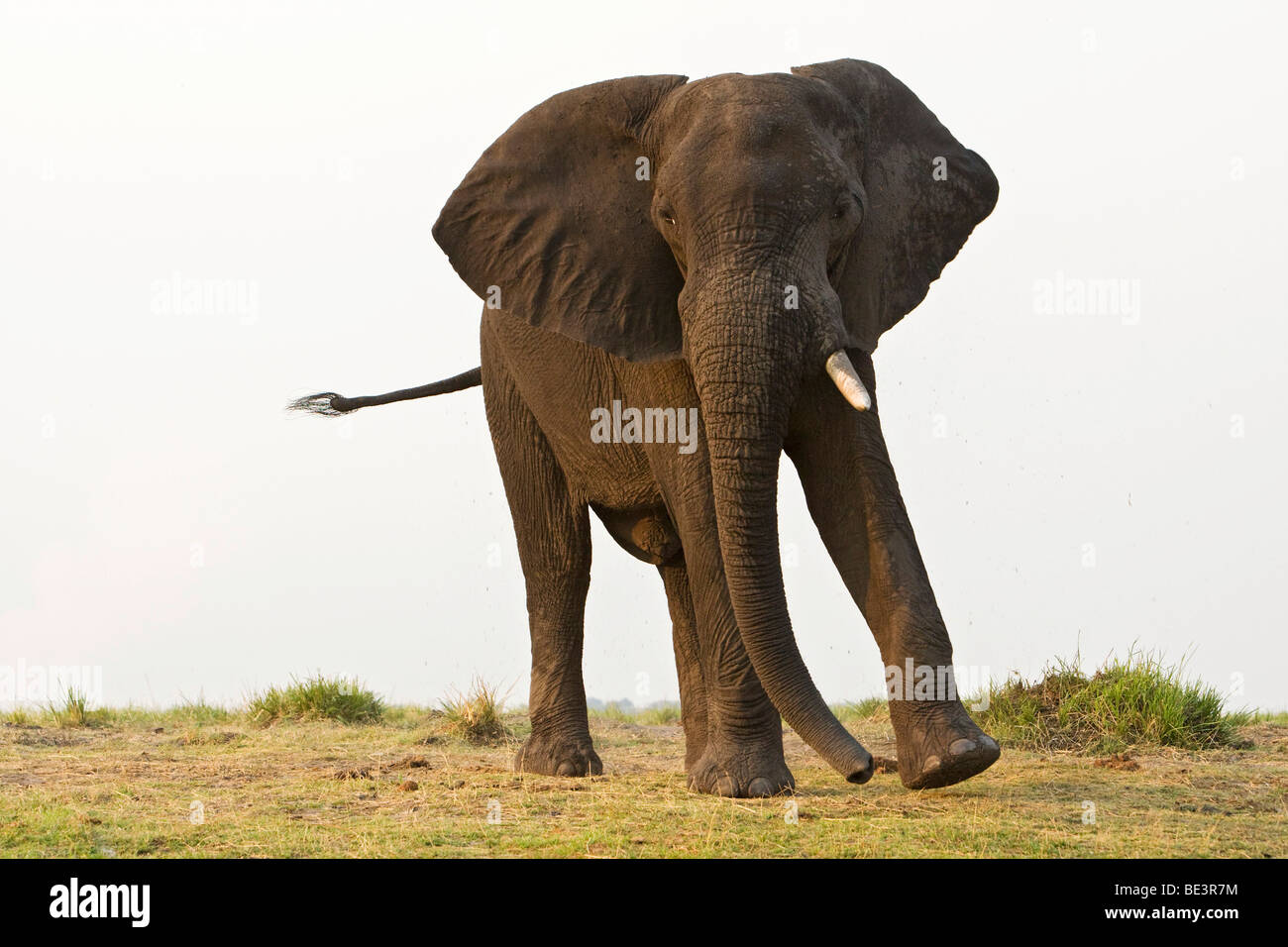 Bush africain Elephant (Loxodonta africana) dans la rivière Chobe, Chobe National Park, Botswana, Africa Banque D'Images