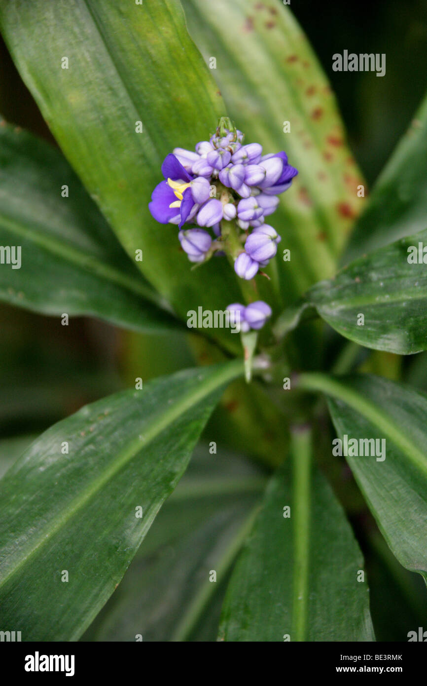 Blue Ginger, Blue-Ginger ou gingembre, Brésilien Dichorisandra thyrsiflora, Commelinaceae, Amérique du Sud tropicale Banque D'Images