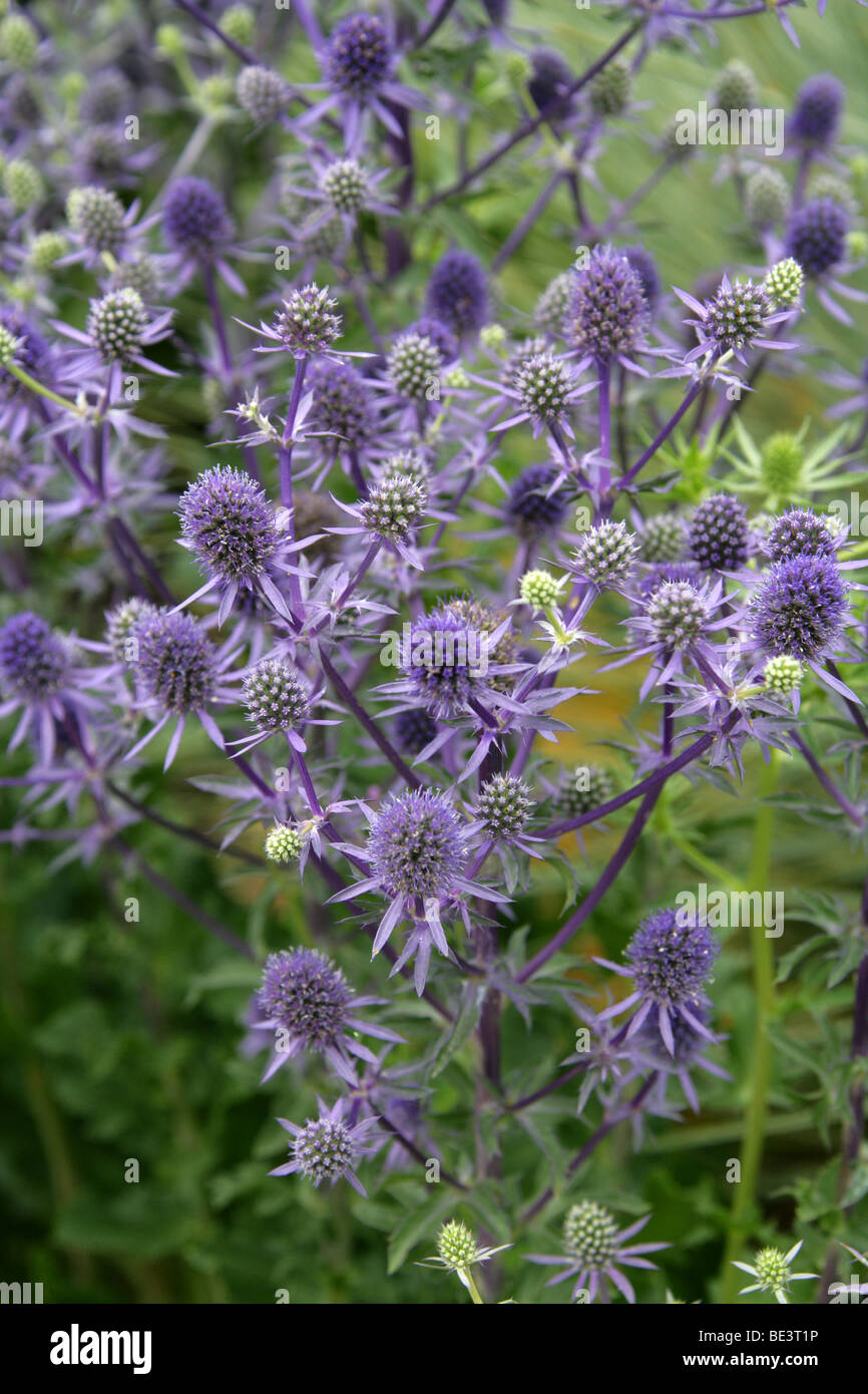 Holly Mer, Eryngium planum 'Blue Glitter', Apiaceae Banque D'Images