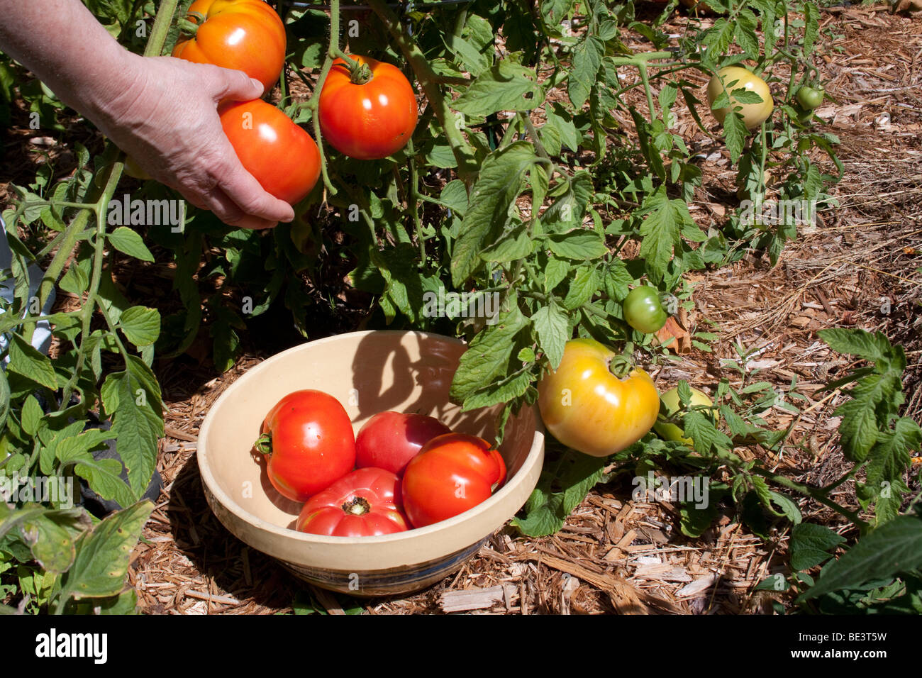Person cueillant des tomates Jet Star  États-Unis de l'Est, par Carol Dembinsky/Dembinsky Photo Assoc Banque D'Images