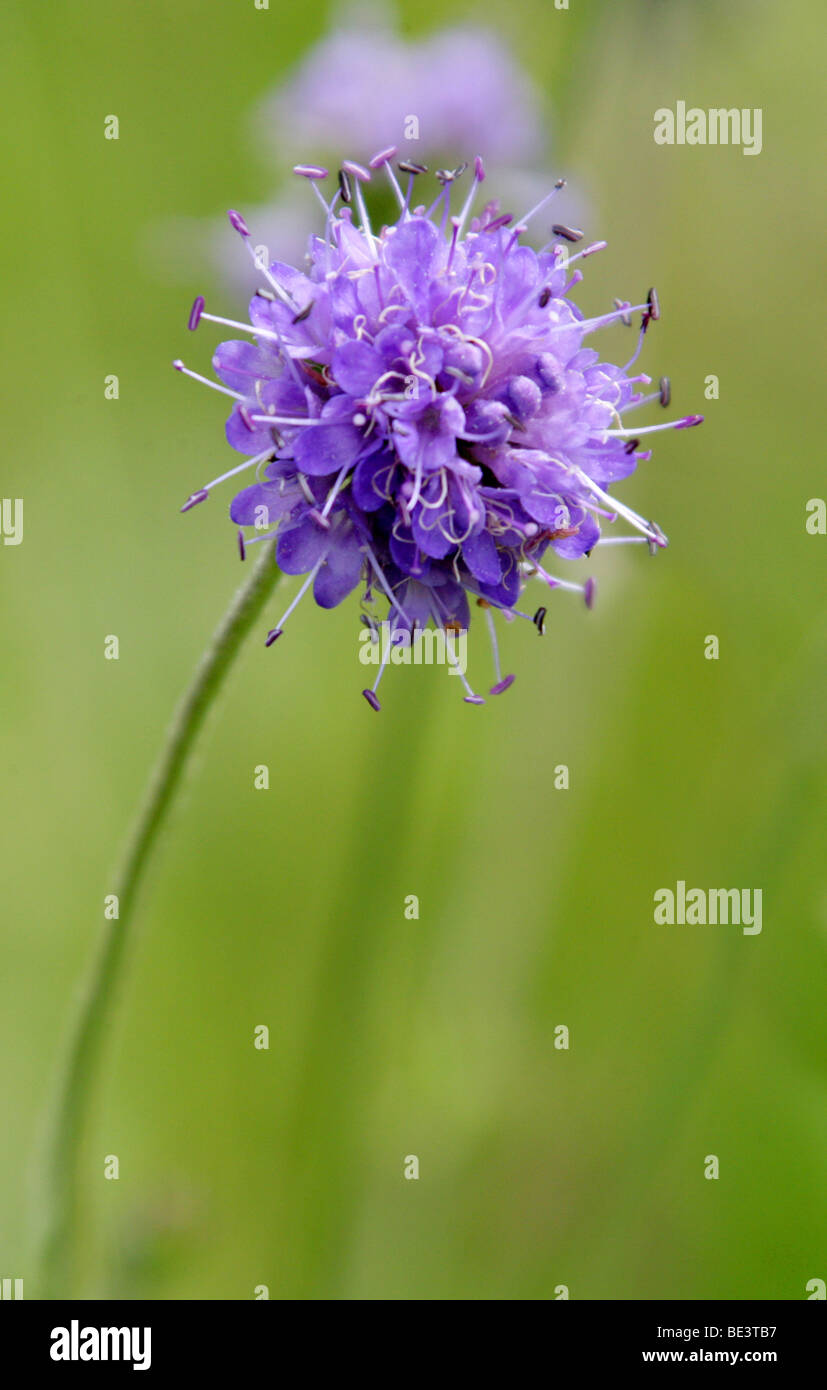 Devilsbit Scabious ou Devil's bits, Succisa pratensis Scabious, - Banque D'Images