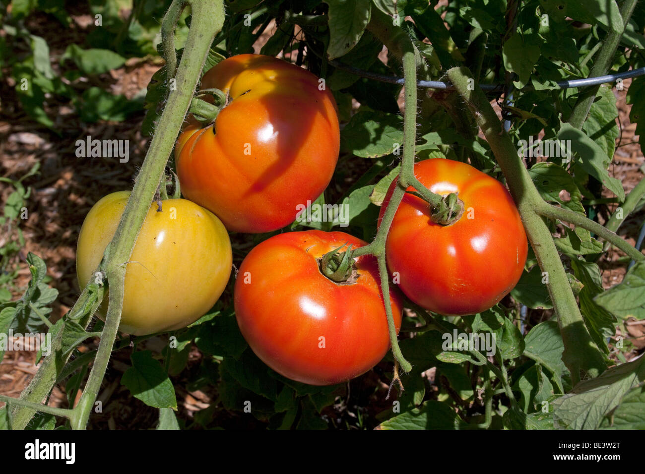 Jet Star maturation cultivar Solanum Tomate USA Banque D'Images