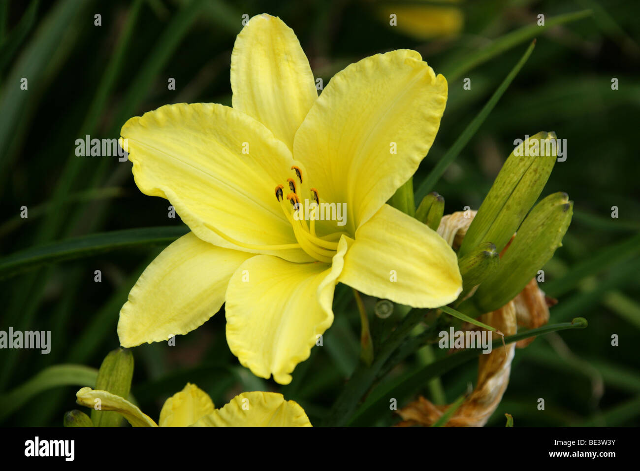 Jour Lily 'Golden Ginko' (Hemerocallis), Hemerocallidaceae. Caucase, Chine, Japon, Russie Banque D'Images