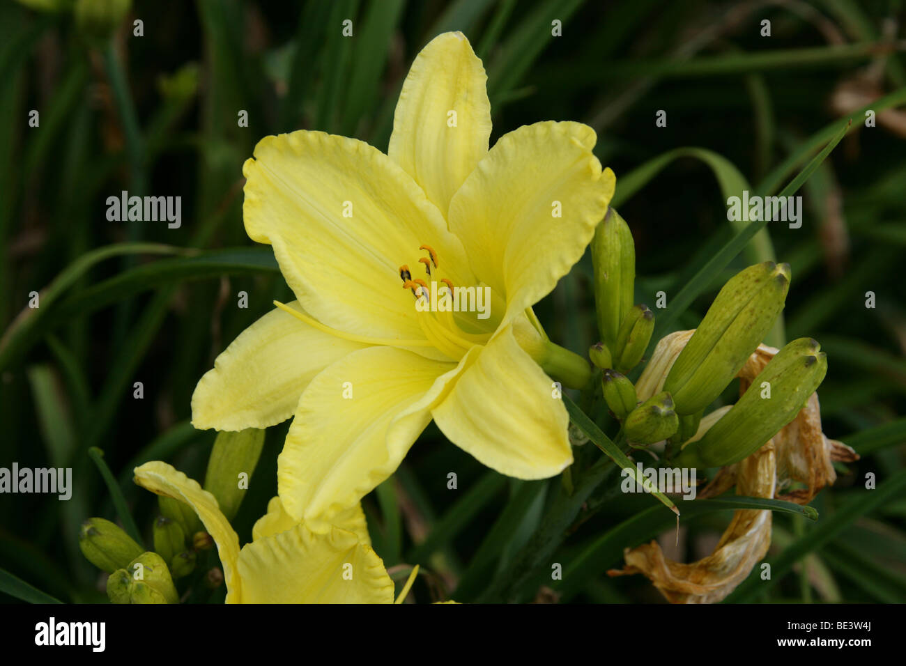 Jour Lily 'Golden Ginko' (Hemerocallis), Hemerocallidaceae. Caucase, Chine, Japon, Russie Banque D'Images