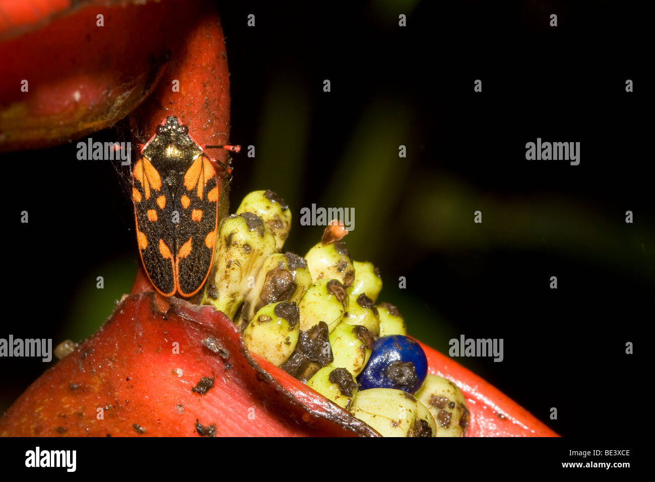 Froghopper Tropical, l'ordre des Hémiptères, de la famille Cercopidae. Photographié au Costa Rica. Banque D'Images