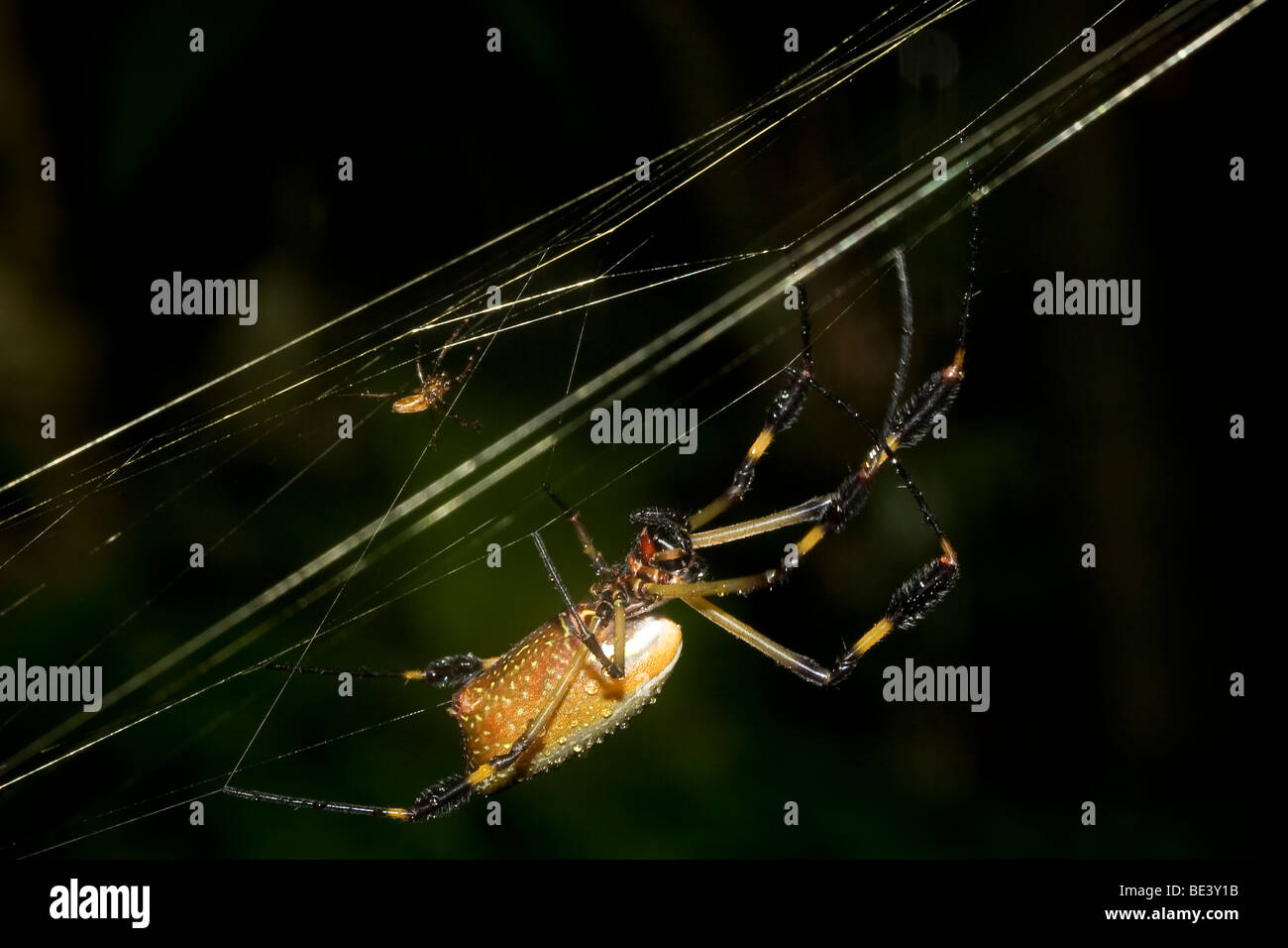 Une grande femelle golden orb-araignée tissant, Nephilidae, avec un tout petit homme derrière elle. Photographié au Costa Rica. Banque D'Images