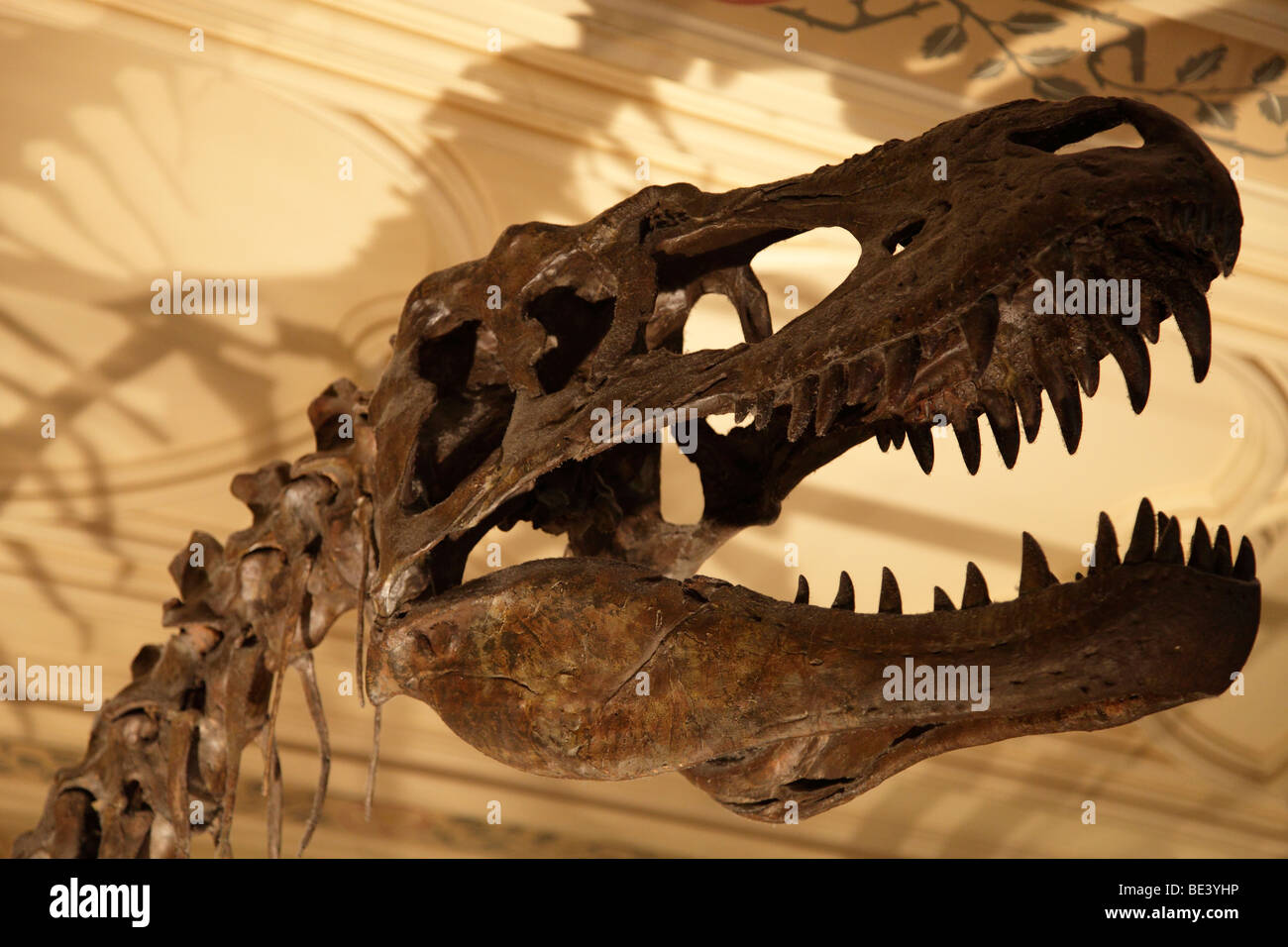 Crâne Albertosaurus au Natural History Museum, Londres Banque D'Images