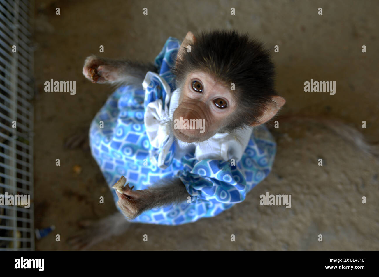 Monkey habillés en vêtements de poupée, Marché du Vendredi, le Koweït Photo  Stock - Alamy
