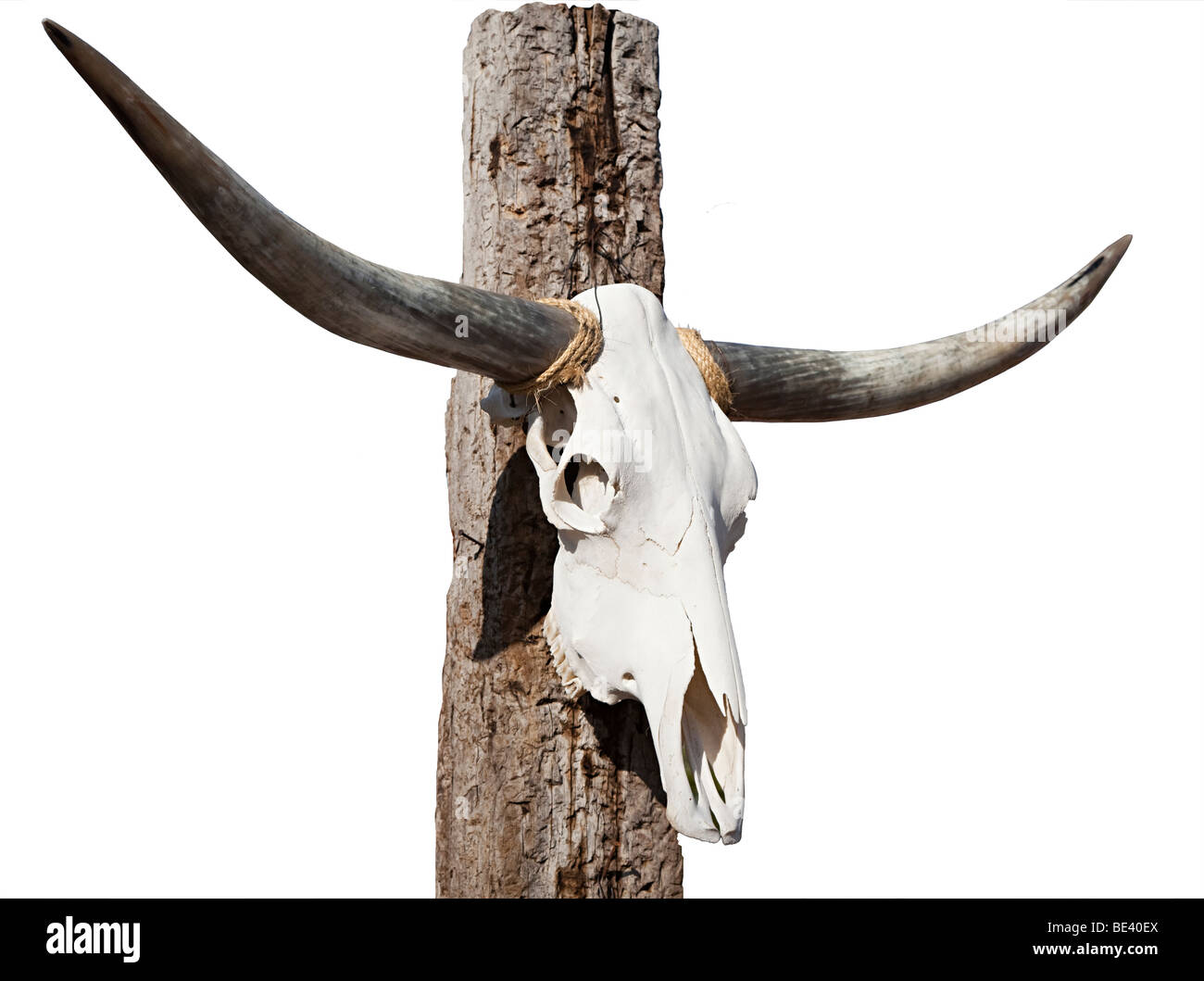 Longhorn crâne de bovins sur l'après Texas USA Banque D'Images
