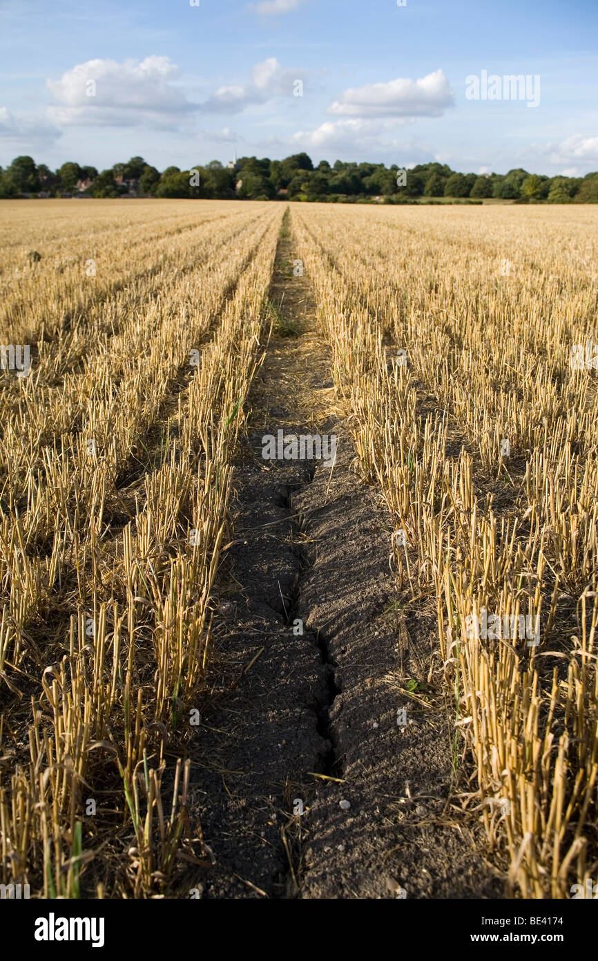 Un champ de maïs blé récolté à Tring montrant la terre craquelée séchées Banque D'Images