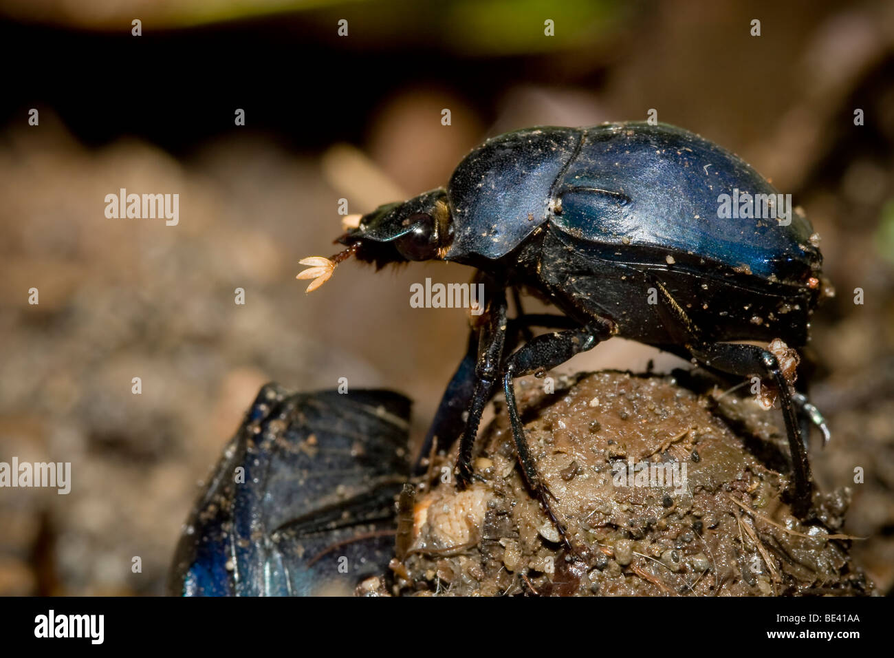 Coleoptera costa rica Banque de photographies et d’images à haute résolution Alamy