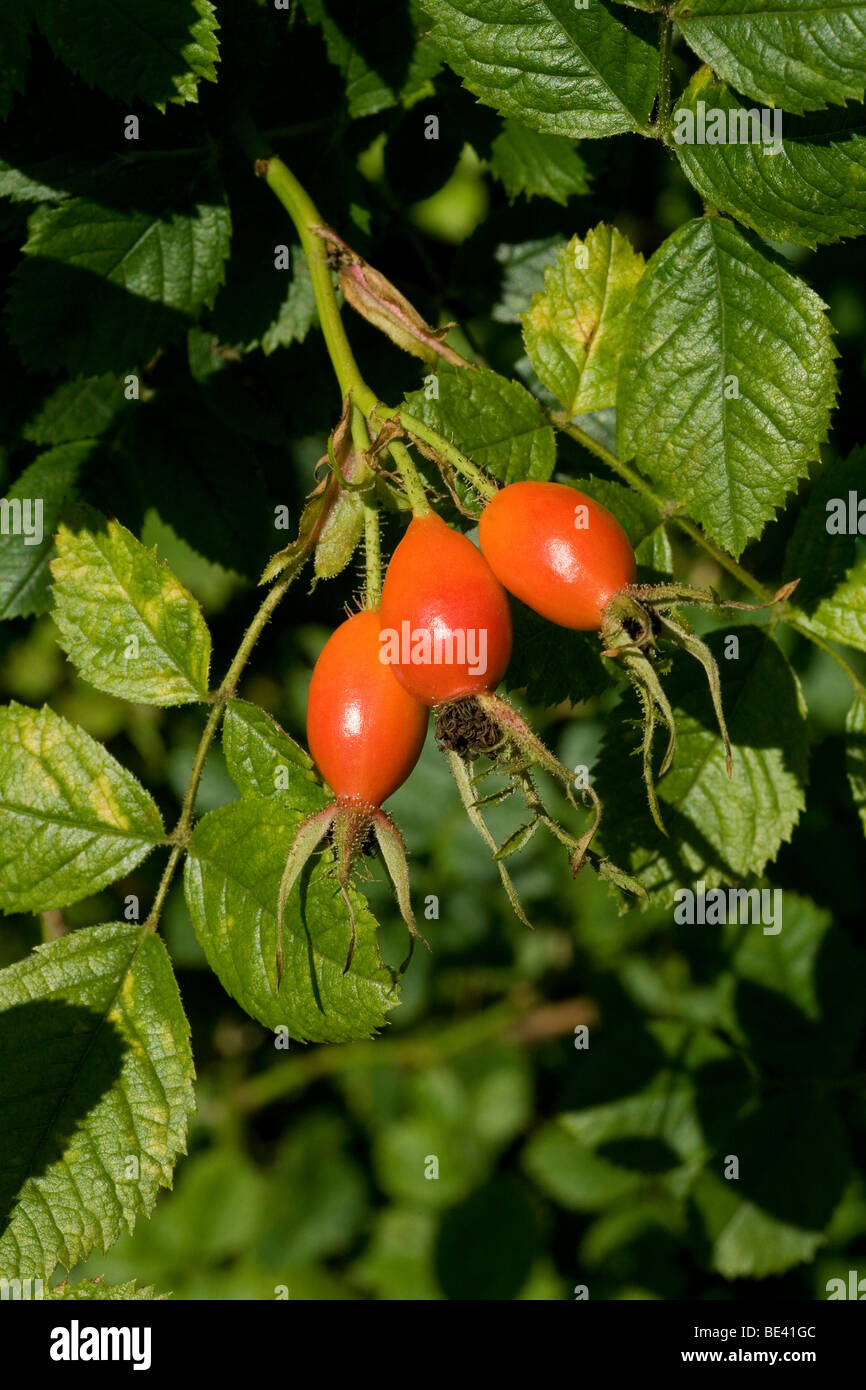 Trio d'un rouge vif, mûr, églantier prêt pour choisir de faire du sirop de rose musquée. Food for Free Banque D'Images