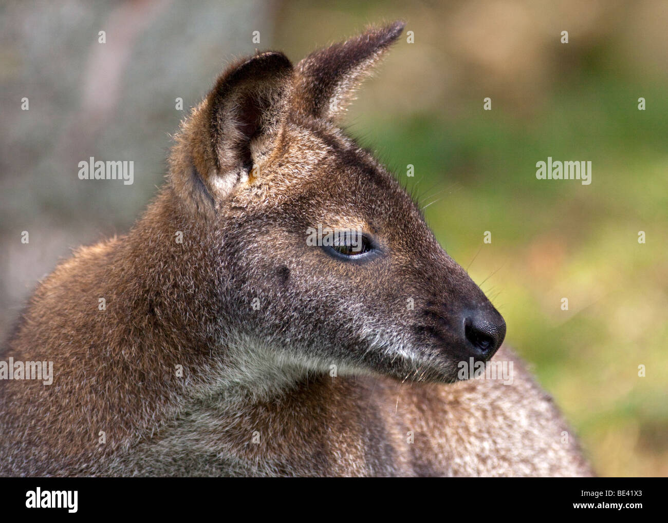 Bennett (macropus rufogriseus Wallaby's) Banque D'Images