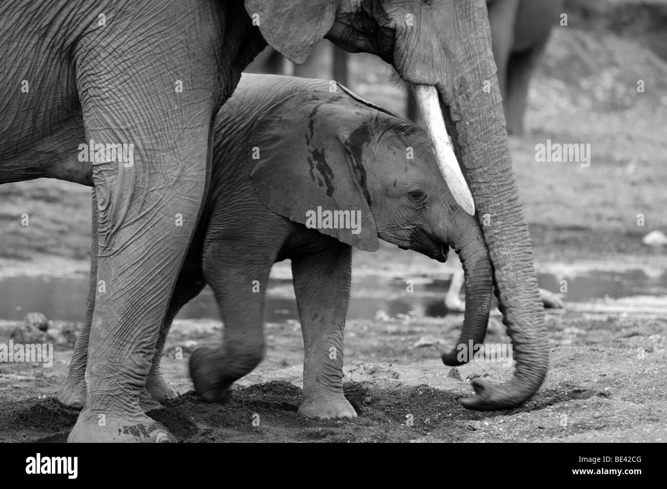 Avec les jeunes de l'eléphant d'Afrique Loxodonta africana africana (), Tuli Block, Botswana Banque D'Images