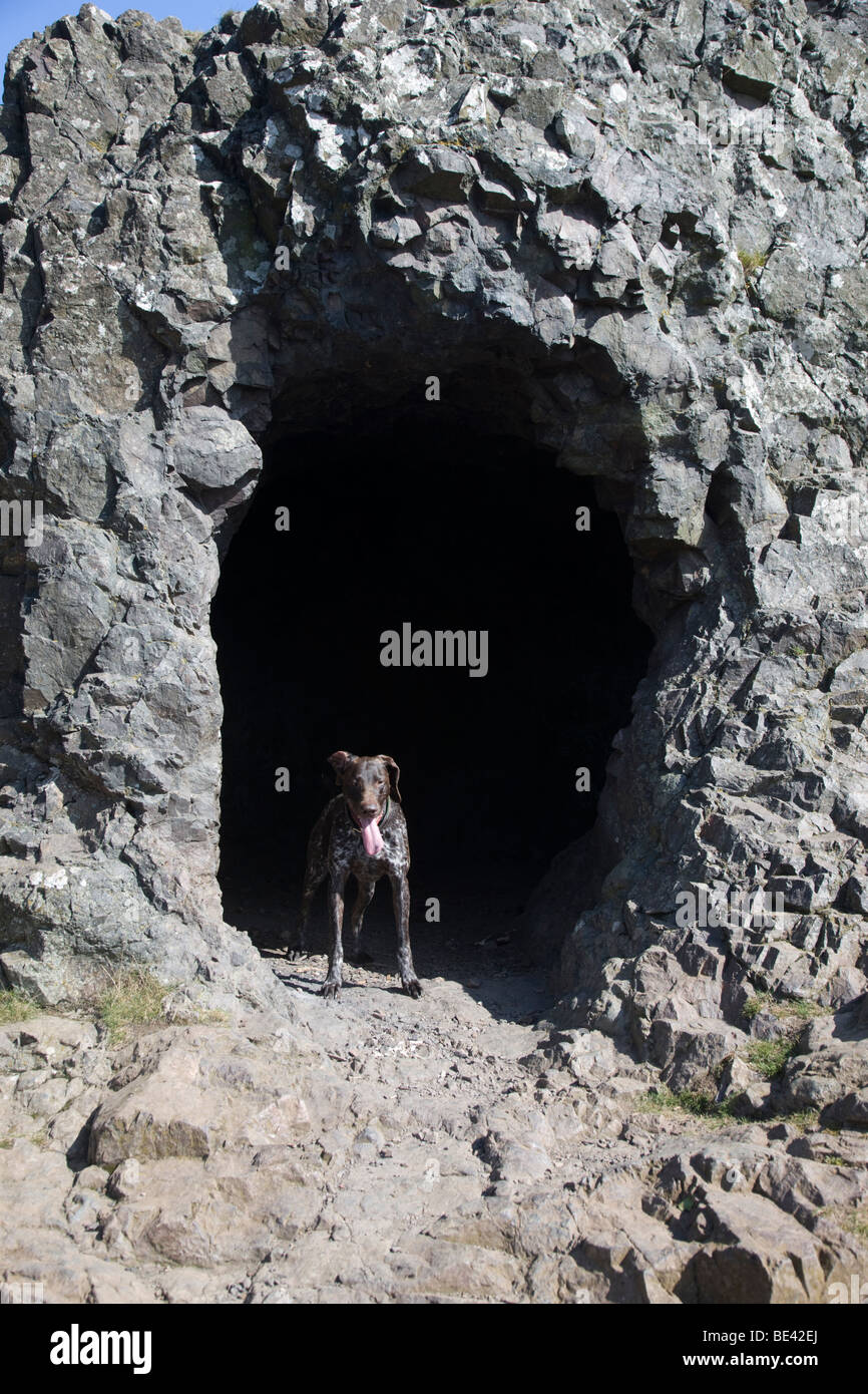 Chien debout dans l'entrée de la grotte du géant dans les collines de Malvern Banque D'Images