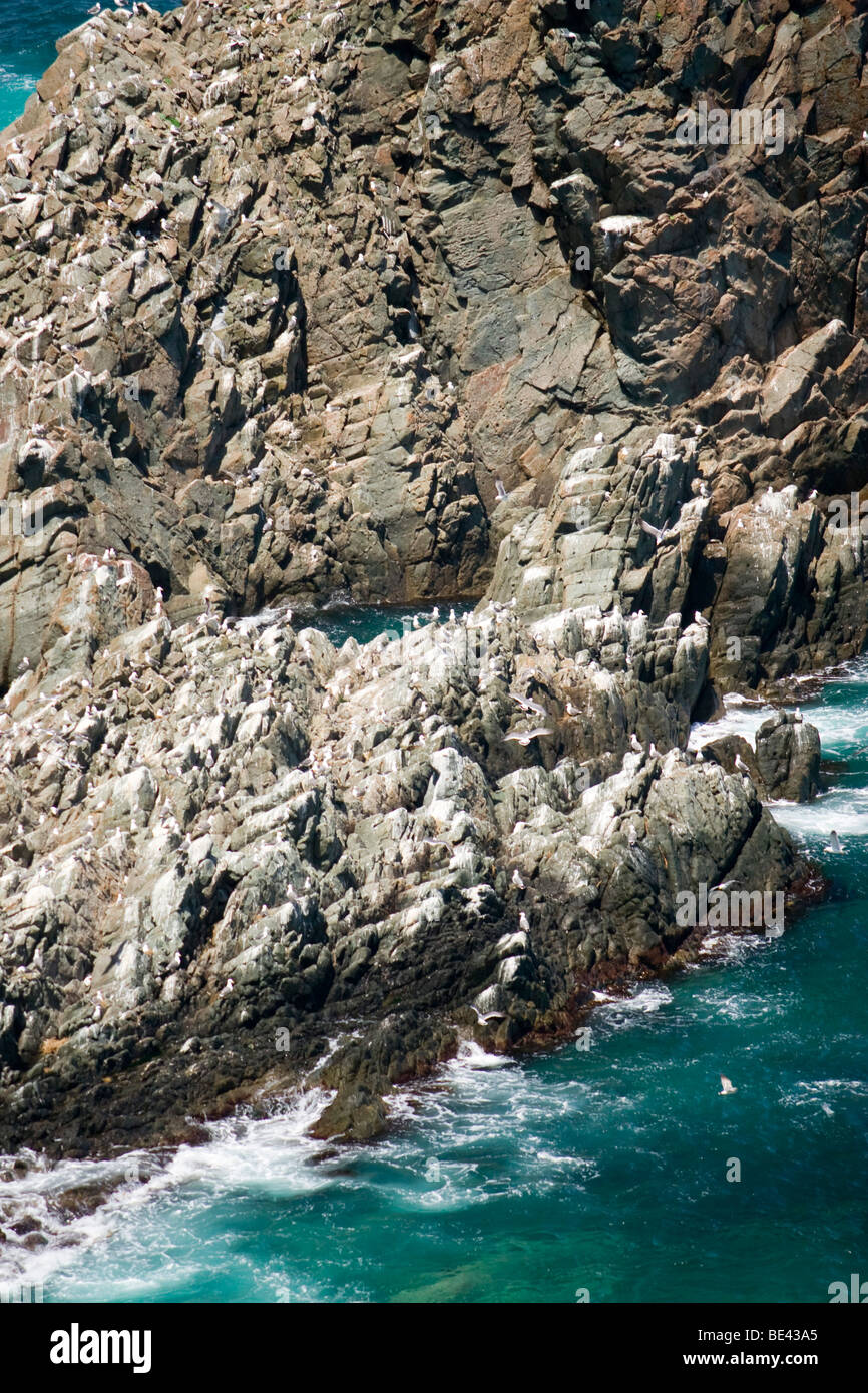 Les goélands et autres oiseaux de mer reste sur un immense rocher au large de la côte d'Shimamui sur la Péninsule Shakotan, Hokkaido, Japon Banque D'Images