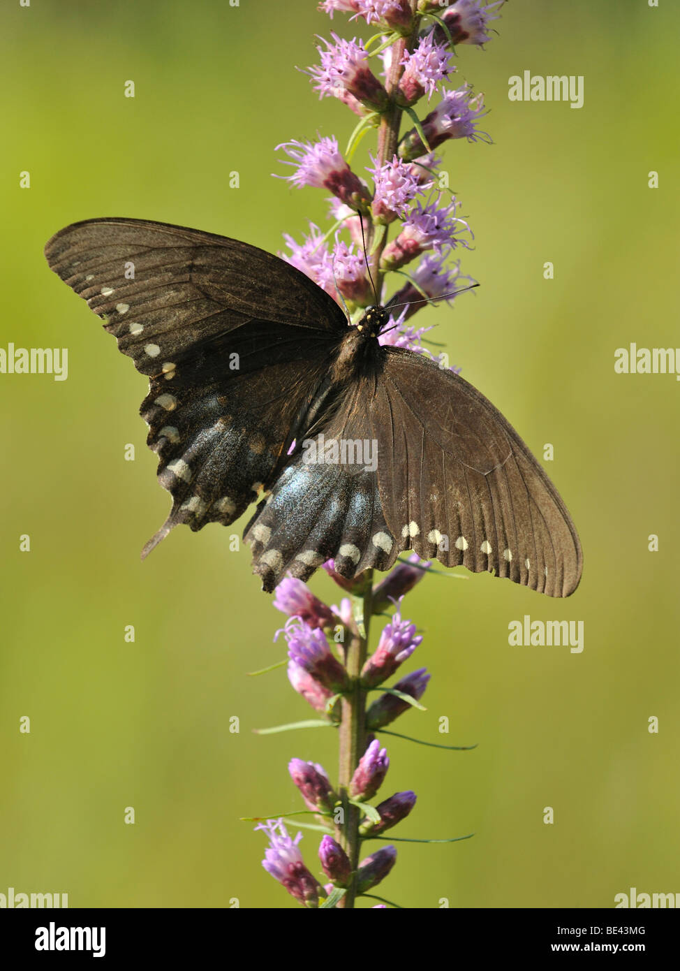 Une femelle Papilio troilus Spicebush) sur une étoile filante plant Banque D'Images