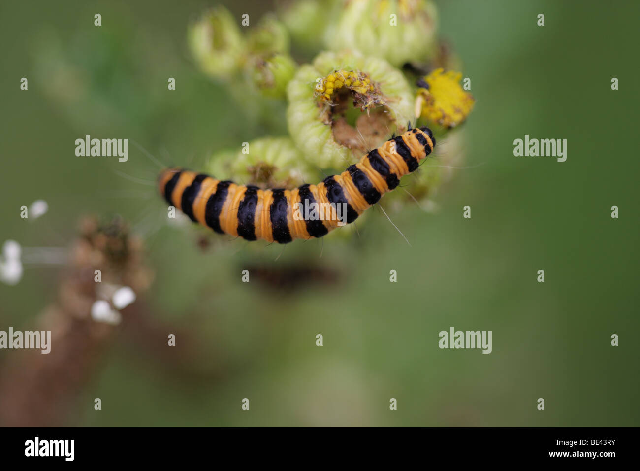 'Cinnabar moth caterpillar (Tyria jacobaeae)' Banque D'Images