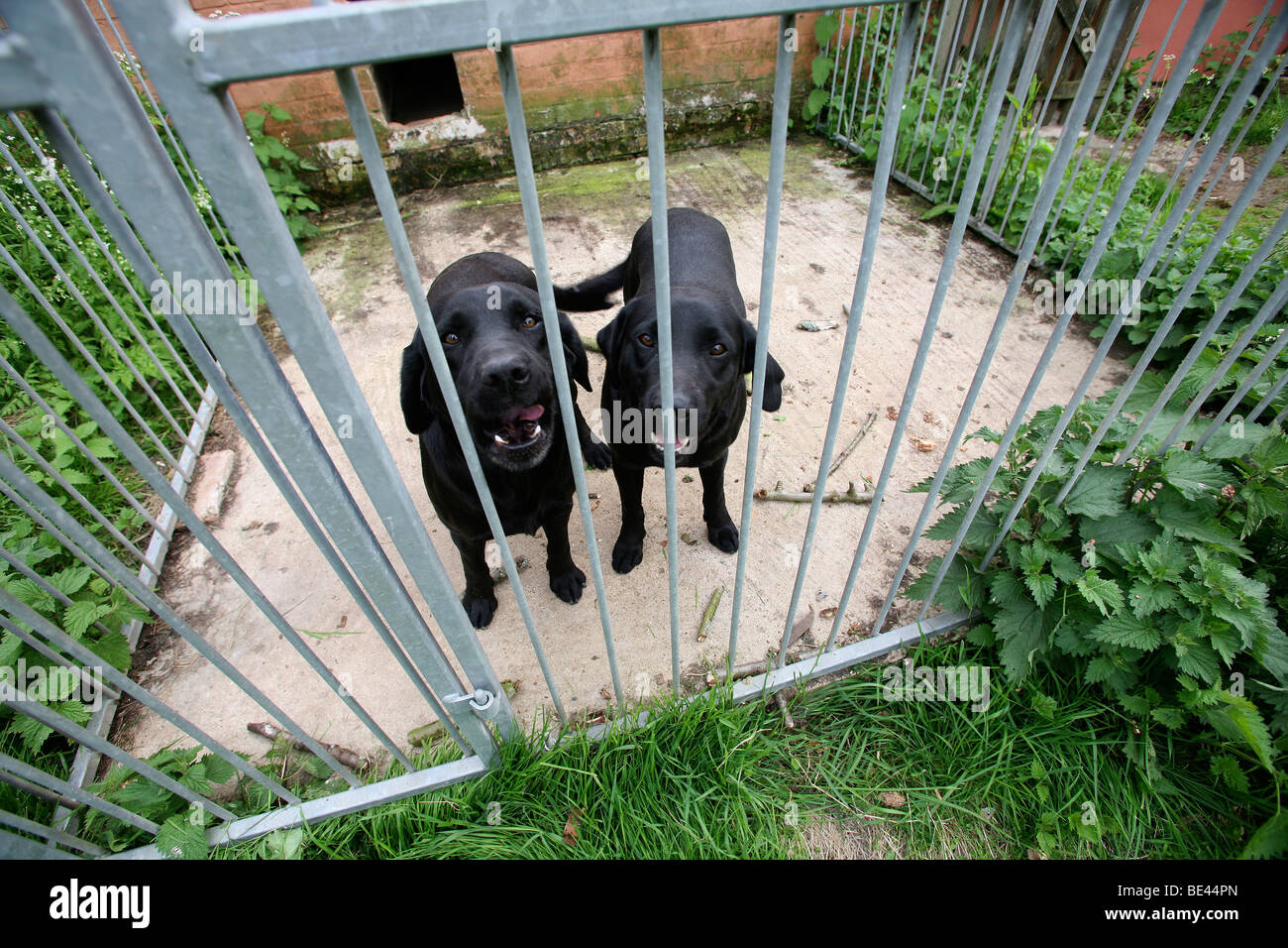 Deux chiens Labrador sont vus dans leur enclos à une salle de mariage dans le Suffolk, est de l'Angleterre. Banque D'Images