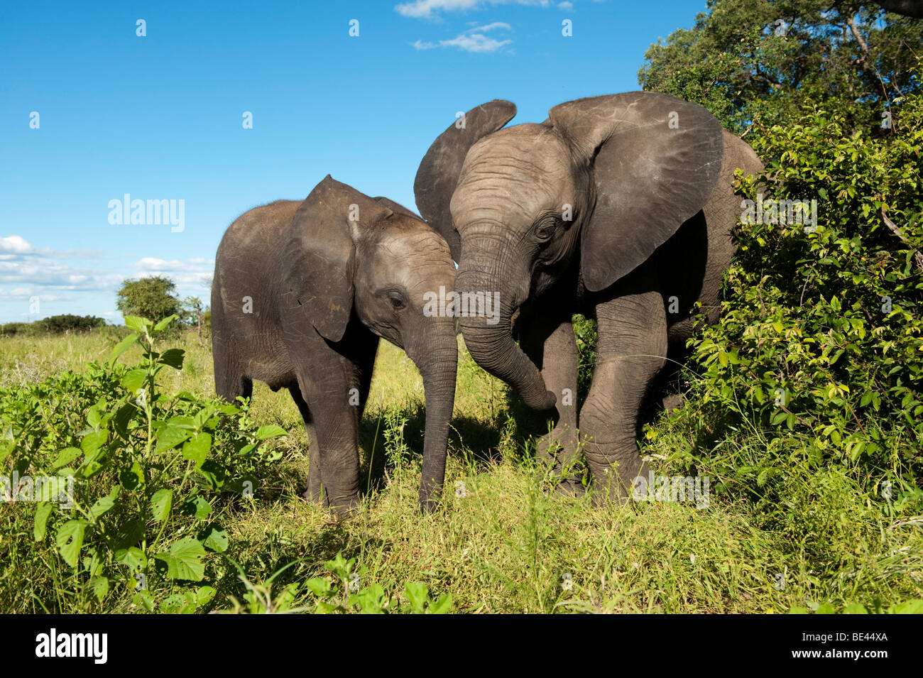 Les jeunes éléphants d'Afrique (Loxodonta africana africana) Kapama, réserve de chasse, Parc National Kruger, Afrique du Sud Banque D'Images