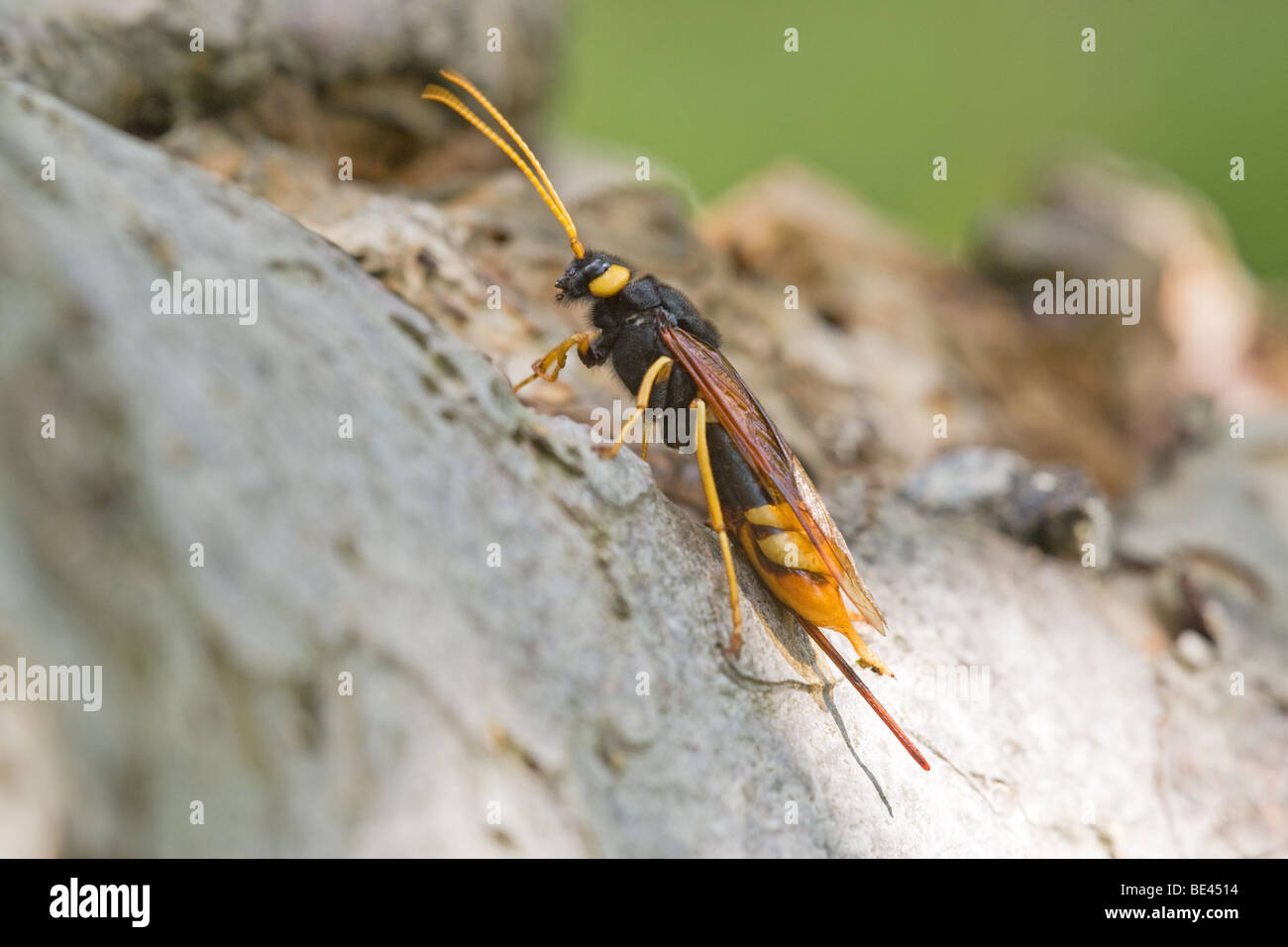 Magyar à bois (WASP) Urocervus gigas insecte adulte au repos sur une branche d'arbre Banque D'Images