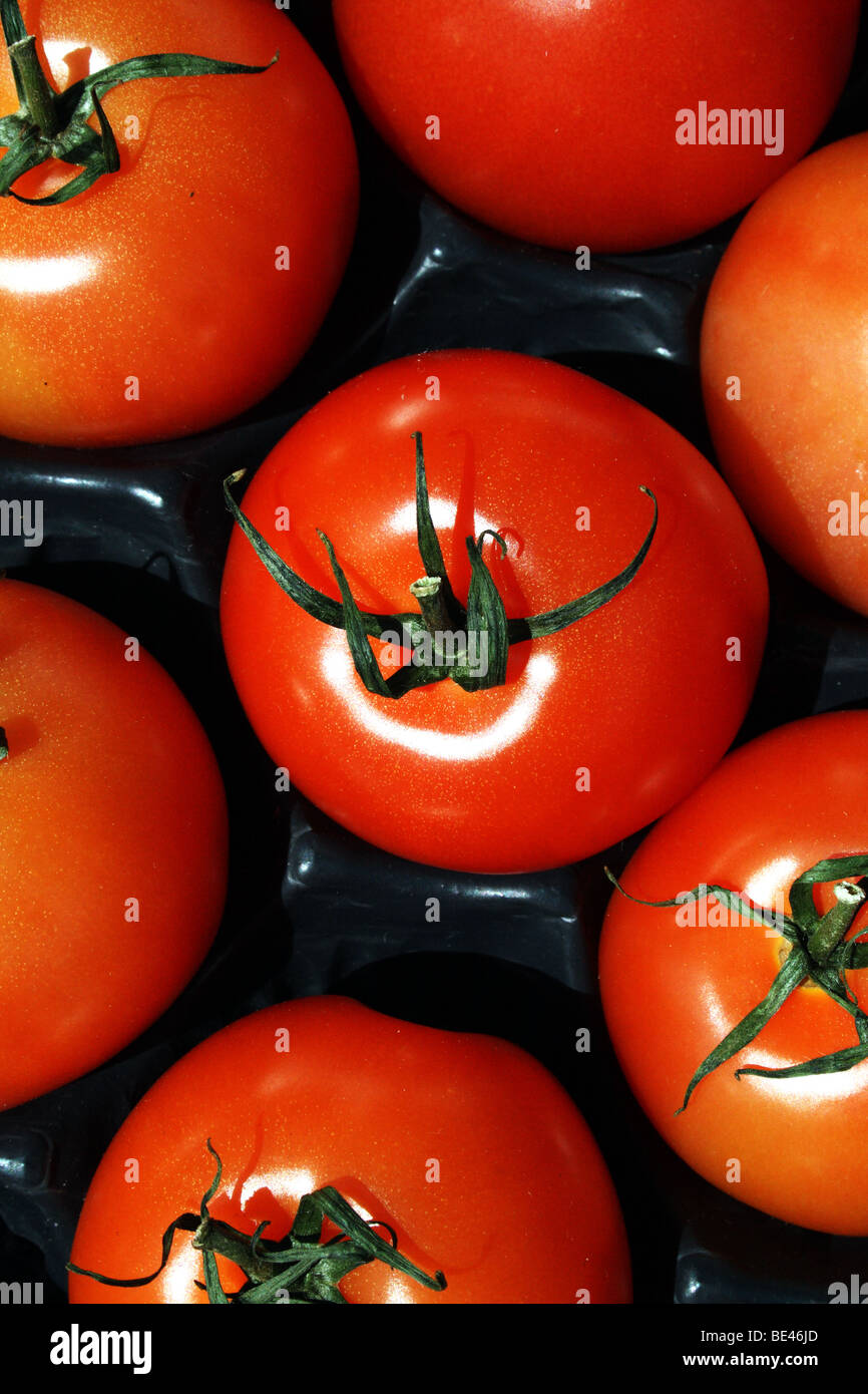 Solanum lycopersicum tomates rouges avec des tiges vertes une famille des solanacées légumes salade Banque D'Images
