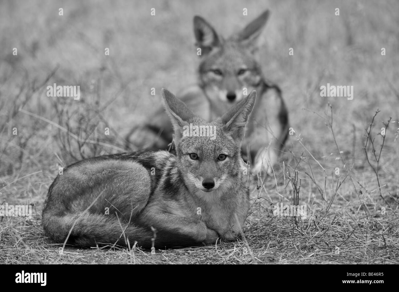 Le chacal à dos noir (Canis mesomelas), Tuli Block, Botswana Banque D'Images