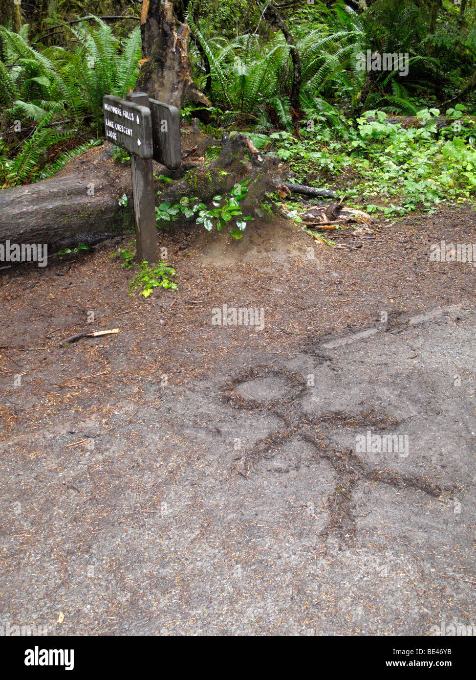 Stick Figure, "vert" graffiti, Olympic National Park, Washington, USA 090907_x0498 Banque D'Images