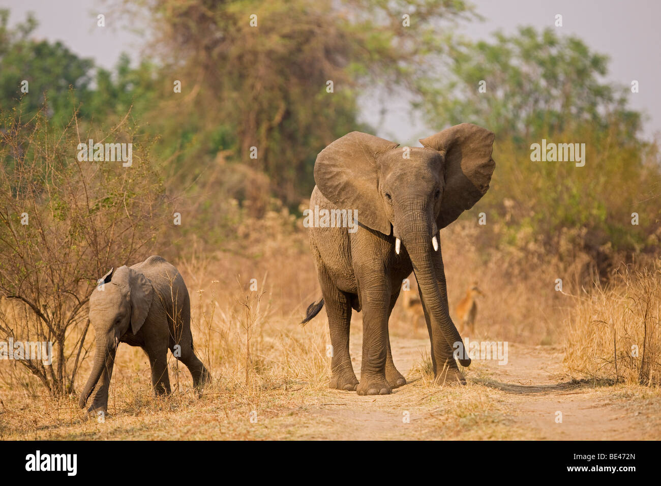 Bush africain Elephant (Loxodonta africana) et son veau, South Luangwa National Park, Zambie, Afrique Banque D'Images