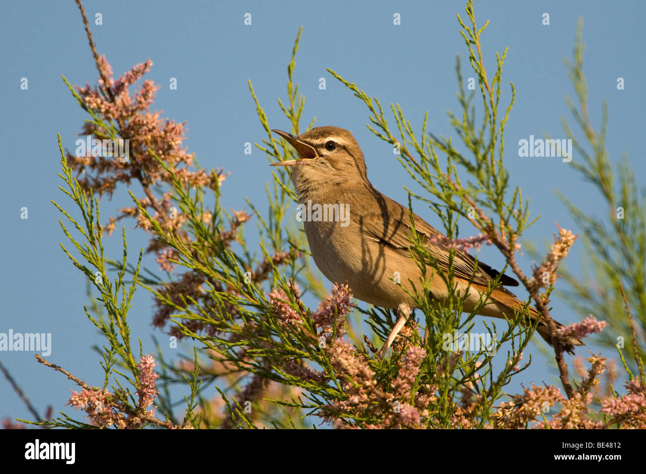 Bush roux Cercotrichas galactotes (robin) Banque D'Images