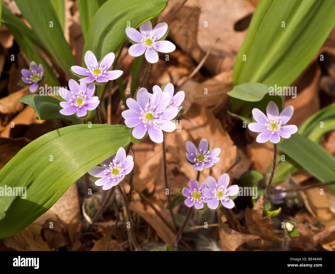 Tour à lobes hepatica. Warren Woods State Park, Michigan. Banque D'Images