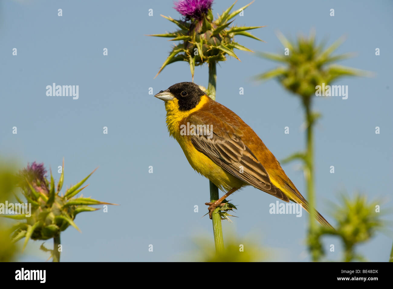 À tête noire (Emberiza melanocephala) Banque D'Images