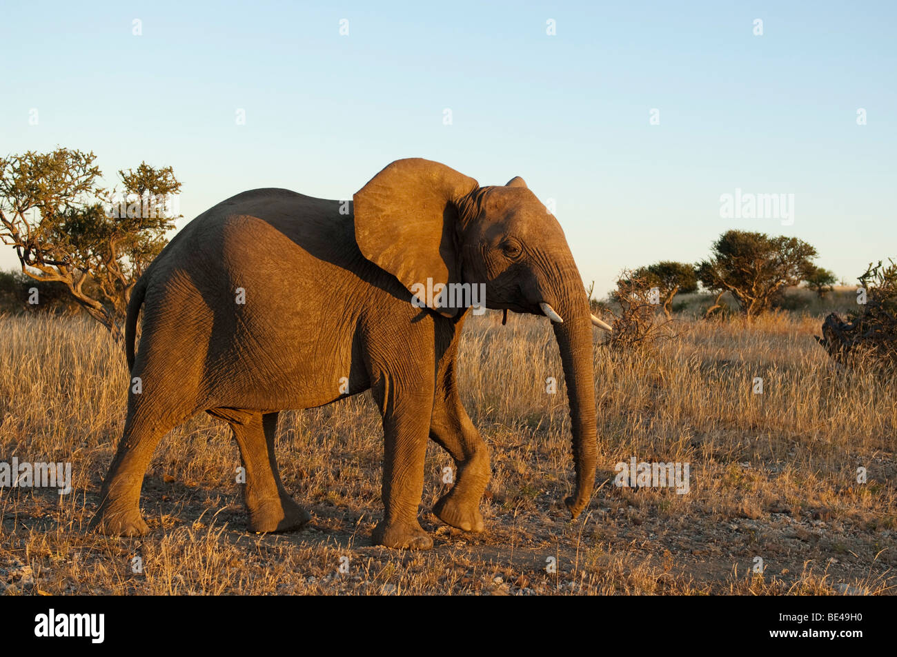 L'éléphant africain (Loxodonta africana africana), Tuli Block, Botswana Banque D'Images