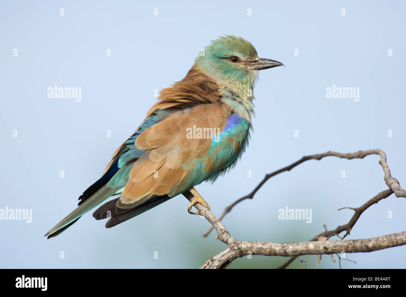 Coracias garrulus européenne, Rouleau, Kruger National Park, Afrique du Sud Banque D'Images