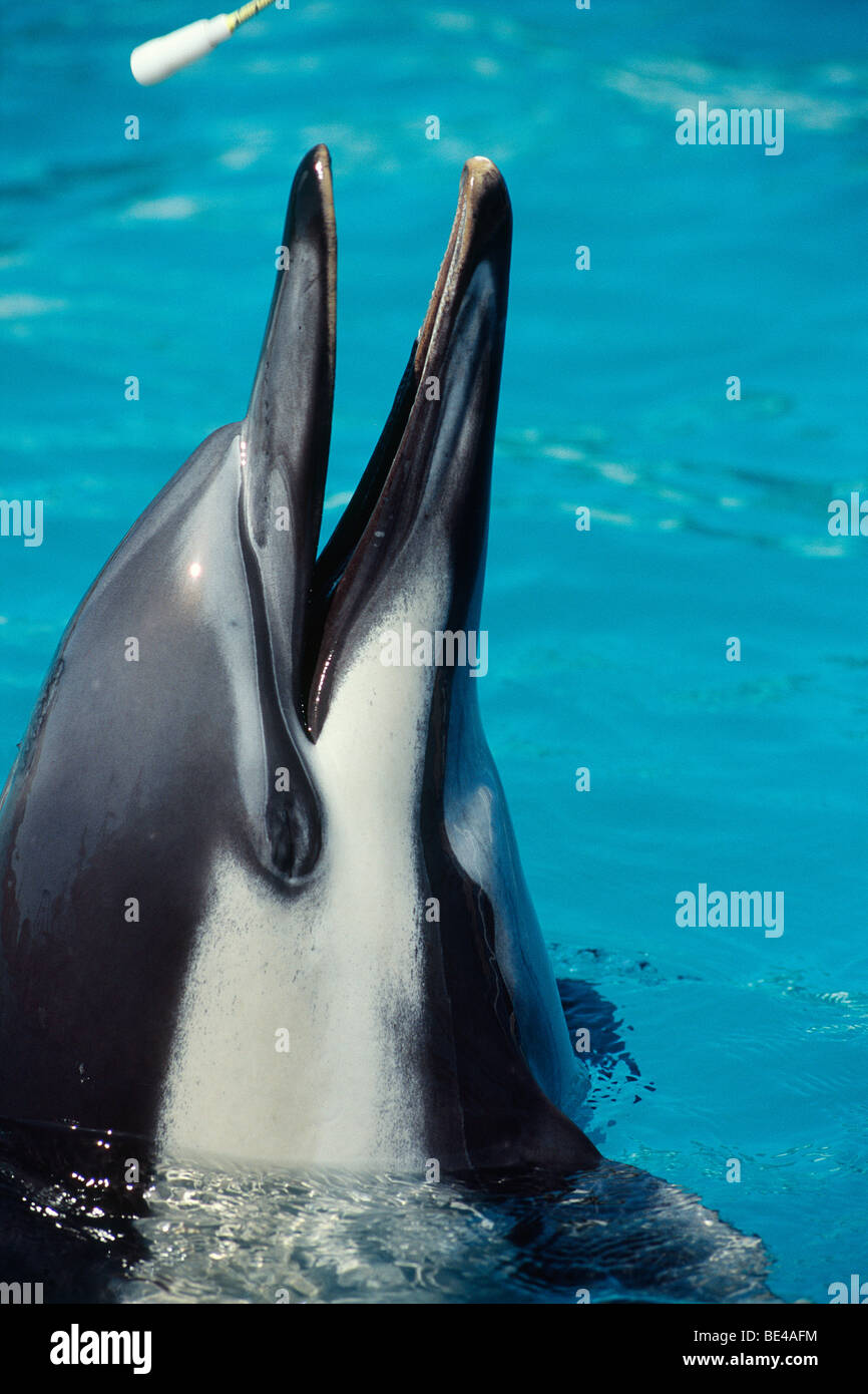 New Zealand - North Island - Manawatu-Napier, Dolphin coller tête hors de l'eau Banque D'Images