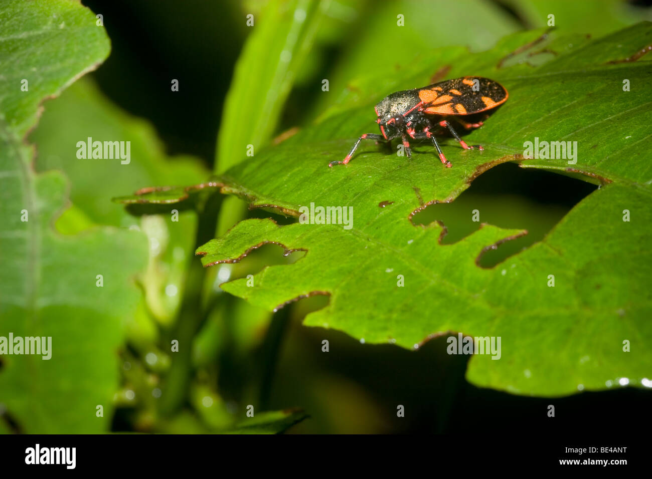 Froghopper Tropical, l'ordre des Hémiptères, de la famille Cercopidae. Photographié au Costa Rica. Banque D'Images