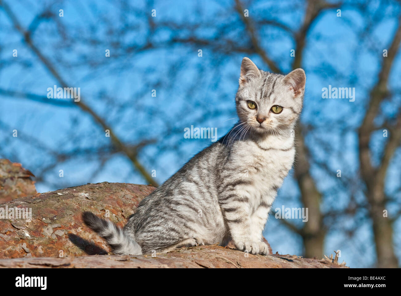 Chat domestique, 14 semaines, assis Banque D'Images