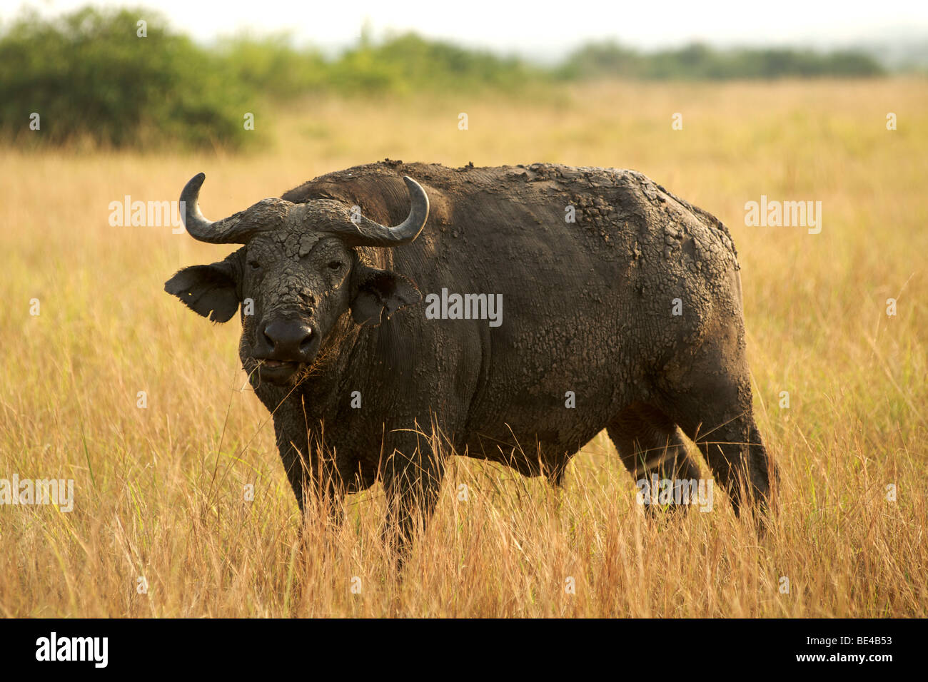 Buffle dans le Parc national Queen Elizabeth, dans l'ouest de l'Ouganda. Banque D'Images