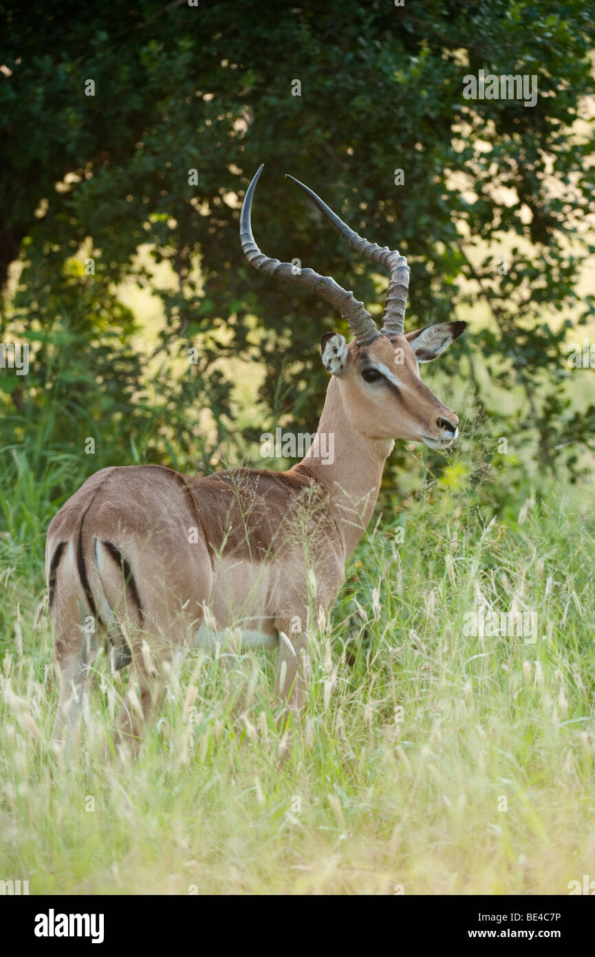 Impala (Aepyceros melampus), Kruger National Park, Afrique du Sud Banque D'Images