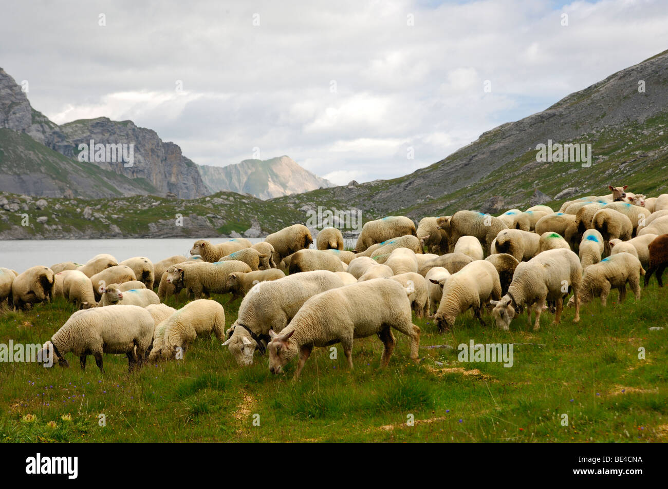 Moutons sur un alpage, Valais, Suisse Banque D'Images