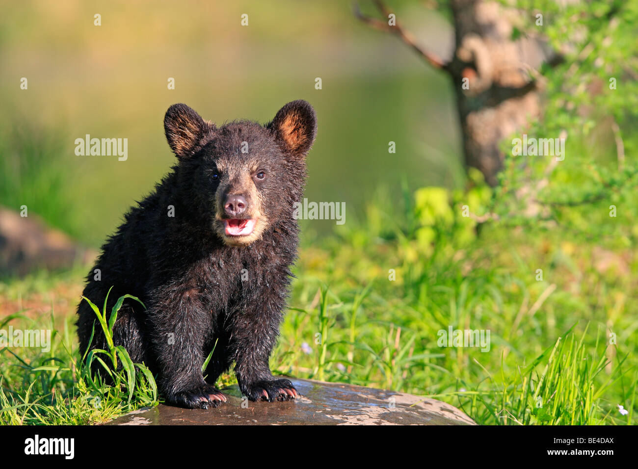Ours noir (Ursus americanus). Quatre mois cub assis sur un rocher. Banque D'Images