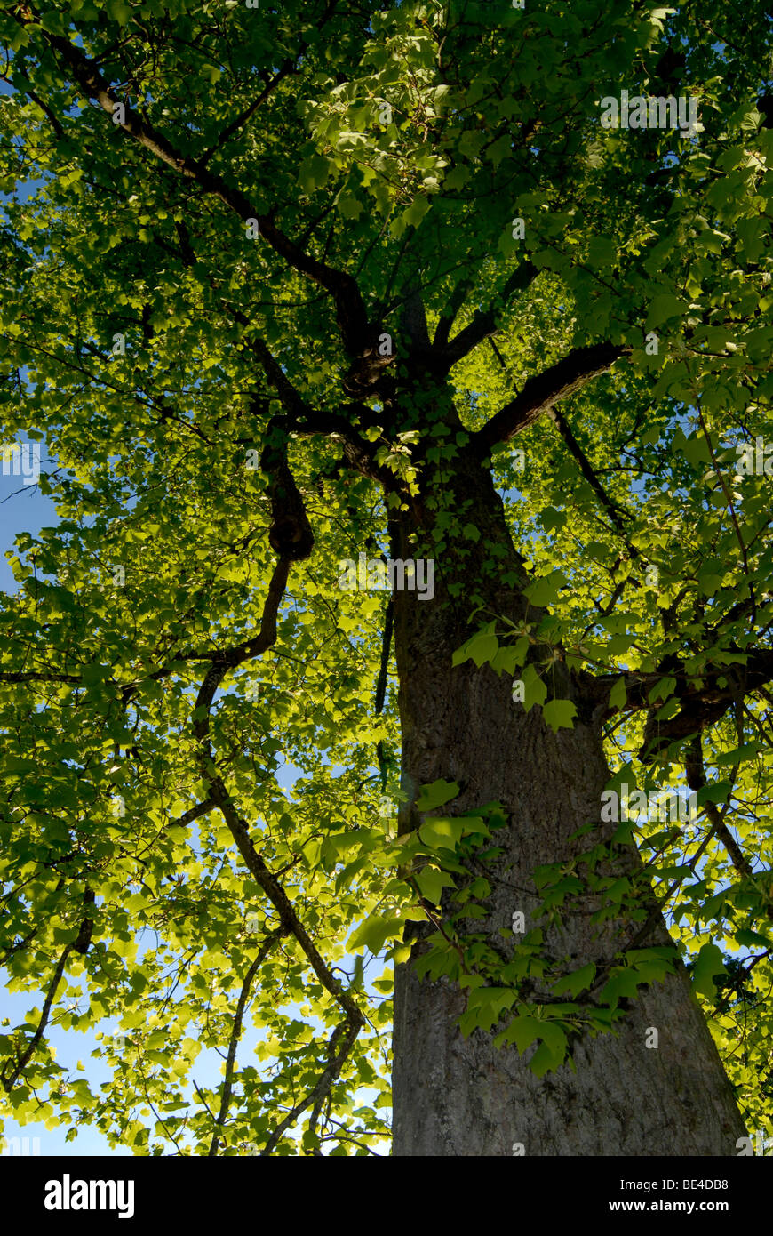 Tulip Tree, Bois Blancs, Tulip Polar (Liriodendron tulipifera), vue — free download